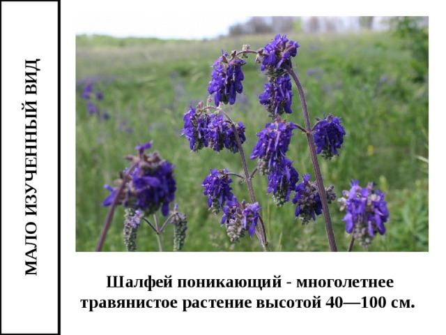 МАЛО ИЗУЧЕННЫЙ ВИД Шалфей поникающий - многолетнее травянистое растение высотой 40—100 см.  