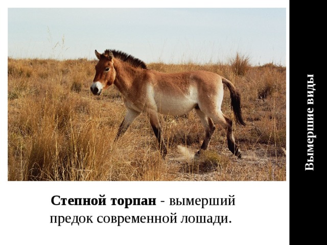 Вымершие виды Степной торпан - вымерший предок современной лошади.  