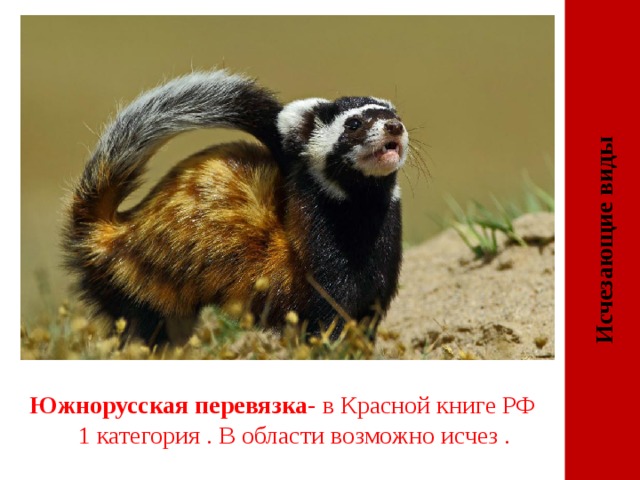 Исчезающие виды Южнорусская перевязка- в Красной книге РФ 1 категория . В области возможно исчез . 