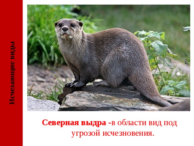 Исчезающие виды Северная выдра - в области вид под угрозой исчезновения. 
