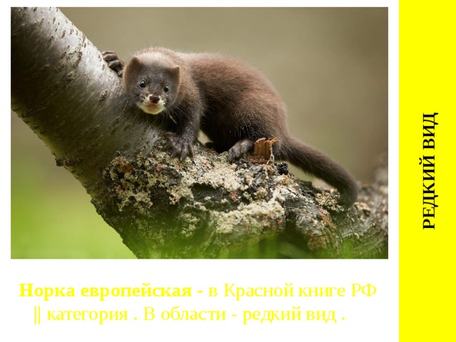 РЕДКИЙ ВИД Норка европейская - в Красной книге РФ || категория . В области - редкий вид . 