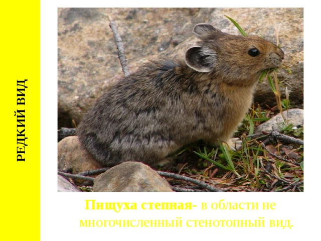 РЕДКИЙ ВИД Пищуха степная- в области не многочисленный стенотопный вид. 