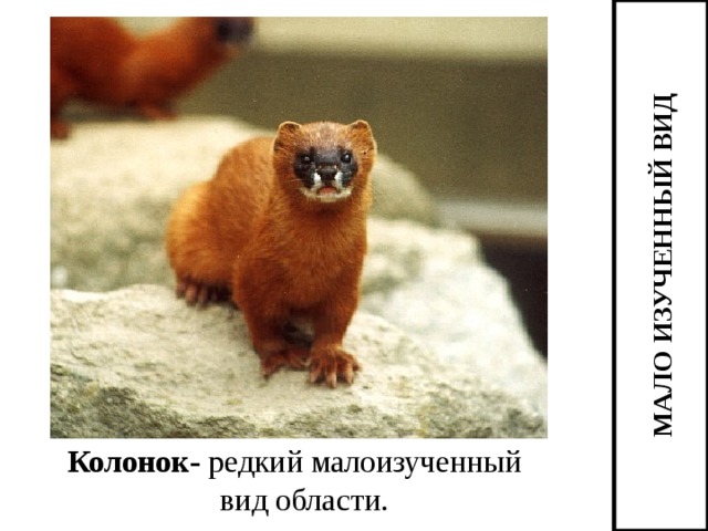 МАЛО ИЗУЧЕННЫЙ ВИД Колонок- редкий малоизученный вид области. 
