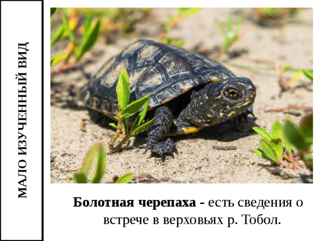 МАЛО ИЗУЧЕННЫЙ ВИД Болотная черепаха - есть сведения о встрече в верховьях р. Тобол.  