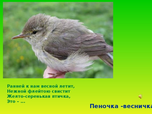 Ранней к нам весной летит,  Нежной флейтою свистит  Желто-серенькая птичка,  Это – ...  Пеночка -весничка