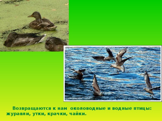 Возвращаются к нам околоводные и водные птицы : журавли, утки, крачки,  чайки.