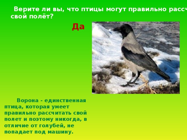 Верите ли вы, что птицы могут правильно рассчитать  свой полёт? Да  Ворона - единственная птица, которая умеет правильно рассчитать свой полет и поэтому никогда, в отличие от голубей, не попадает под машину.