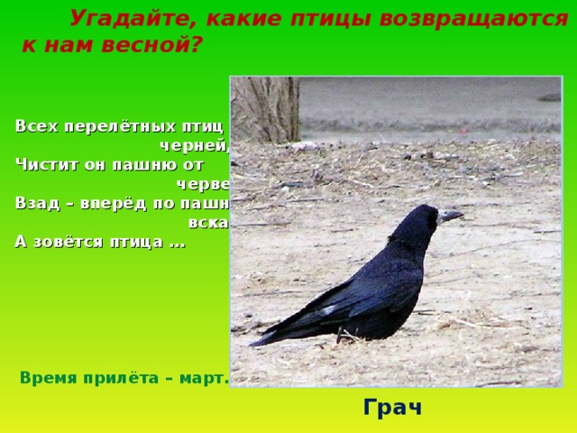 Угадайте, какие птицы возвращаются к нам весной? Всех перелётных птиц  черней, Чистит он пашню от  червей. Взад – вперёд по пашне  вскачь. А зовётся птица … Время прилёта – март. Грач