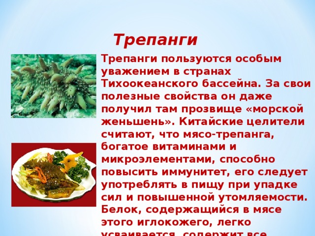 Трепанги Трепанги пользуются особым уважением в странах Тихоокеанского бассейна. За свои полезные свойства он даже получил там прозвище «морской женьшень». Китайские целители считают, что мясо-трепанга, богатое витаминами и микроэлементами, способно повысить иммунитет, его следует употреблять в пищу при упадке сил и повышенной утомляемости. Белок, содержащийся в мясе этого иглокожего, легко усваивается, содержит все необходимые аминокислоты. В пищу употребляют только мускульную оболочку трепанга, очищенную от внутренностей. 