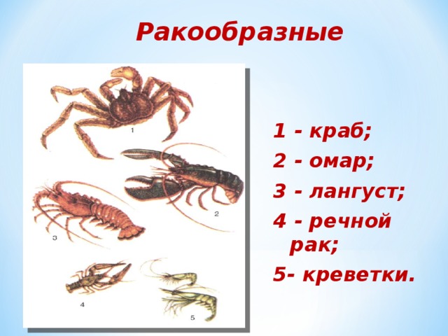 Ракообразные 1 - краб; 2 - омар; 3 - лангуст; 4 - речной рак; 5- креветки. 