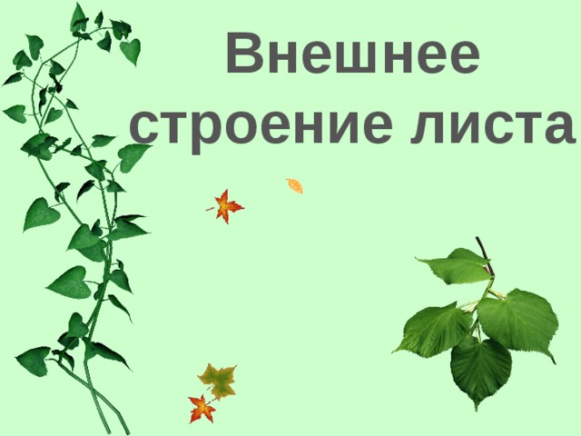 Внешнее строение листа 
