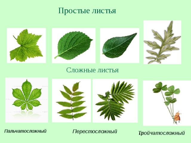 Простые листья Сложные листья Перестосложный Пальчатосложный Тройчатосложный   