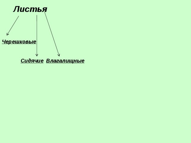  Листья Черешковые Сидячие Влагалищные 