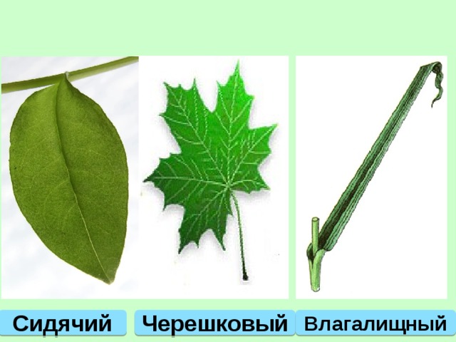 Черешковый Влагалищный Сидячий 
