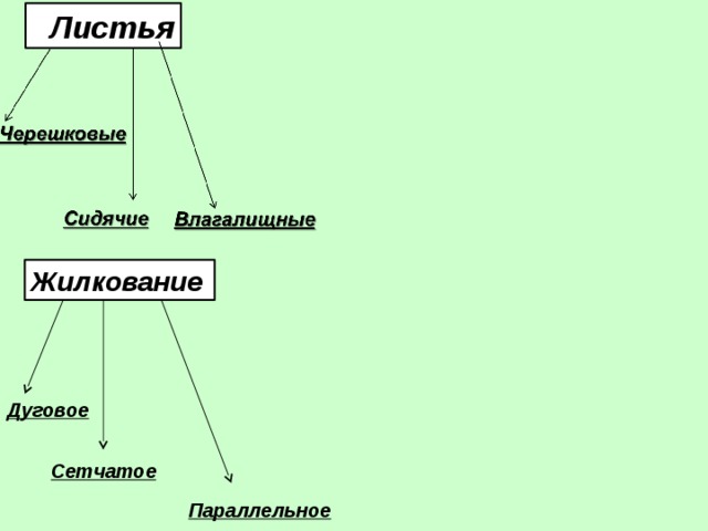  Листья Жилкование Дуговое Сетчатое Параллельное 