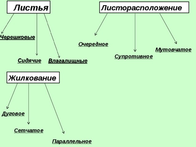  Листья Листорасположение Очередное Мутовчатое Супротивное Жилкование Дуговое Сетчатое Параллельное 