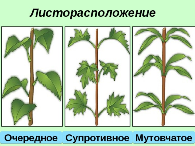  Листорасположение Супротивное Мутовчатое Очередное 