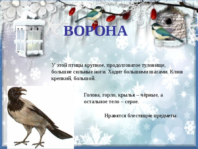 ВОРОНА У этой птицы крупное, продолговатое туловище, большие сильные ноги. Ходит большими шагами. Клюв крепкий, большой. Голова, горло, крылья – чёрные, а остальное тело – серое. Нравятся блестящие предметы. 