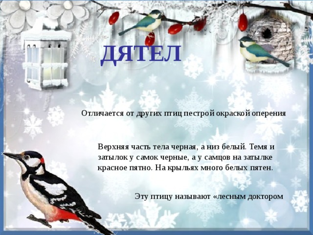 Верхняя часть тела черная, а низ белый. Темя и затылок у самок черные, а у самцов на затылке красное пятно. На крыльях много белых пятен. Эту птицу называют «лесным доктором ДЯТЕЛ Отличается от других птиц пестрой окраской оперения 