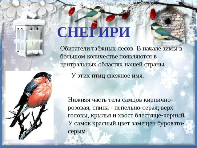 Нижняя часть тела самцов кирпично-розовая, спина - пепельно-серая; верх головы, крылья и хвост блестяще-черный. У самок красный цвет замещен буровато-серым . СНЕГИРИ Обитатели таёжных лесов. В начале зимы в большом количестве появляются в центральных областях нашей страны. У этих птиц снежное имя. 