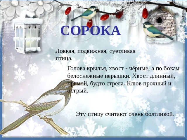 Ловкая, подвижная, суетливая птица. Эту птицу считают очень болтливой . СОРОКА Голова крылья, хвост - чёрные, а по бокам белоснежные пёрышки. Хвост длинный, прямой, будто стрела. Клюв прочный и острый. 