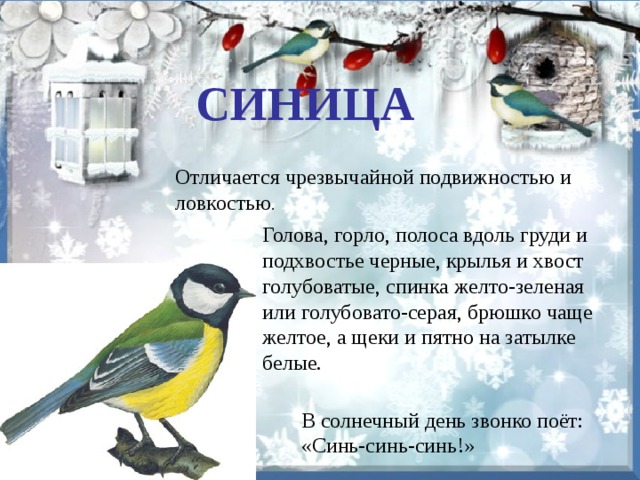 В солнечный день звонко поёт: «Синь-синь-синь!» СИНИЦА Отличается чрезвычайной подвижностью и ловкостью . Голова, горло, полоса вдоль груди и подхвостье черные, крылья и хвост голубоватые, спинка желто-зеленая или голубовато-серая, брюшко чаще желтое, а щеки и пятно на затылке белые. 