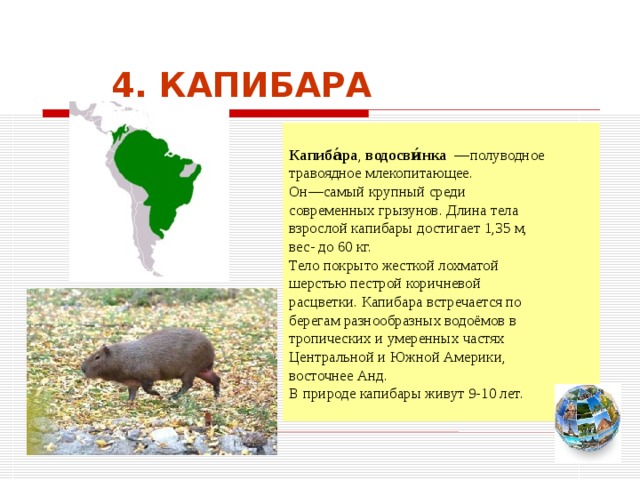4. КАПИБАРА  Капиба́ра , водосви́нка —полуводное травоядное млекопитающее. Он—самый крупный среди современных грызунов. Длина тела взрослой капибары достигает 1,35 м, вес- до 60 кг. Тело покрыто жесткой лохматой шерстью пестрой коричневой расцветки. Капибара встречается по берегам разнообразных водоёмов в тропических и умеренных частях Центральной и Южной Америки, восточнее Анд. В природе капибары живут 9-10 лет. Чтобы вернуться к следующему вопросу нажмите на изображение глобуса в правом нижнем углу на изображение глобуса.  