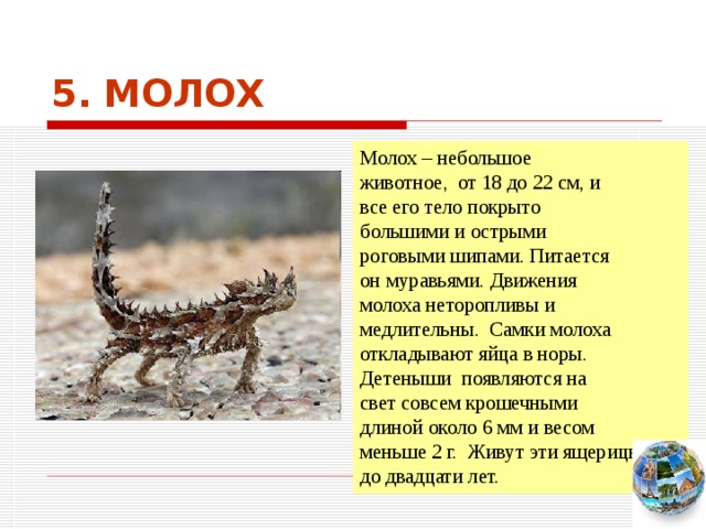 5. МОЛОХ Молох – небольшое животное, от 18 до 22 см, и все его тело покрыто большими и острыми роговыми шипами. Питается он муравьями. Движения молоха неторопливы и медлительны. Самки молоха откладывают яйца в норы. Детеныши появляются на свет совсем крошечными длиной около 6 мм и весом меньше 2 г. Живут эти ящерицы до двадцати лет. Чтобы вернуться к следующему вопросу нажмите на изображение глобуса в правом нижнем углу на изображение глобуса.  