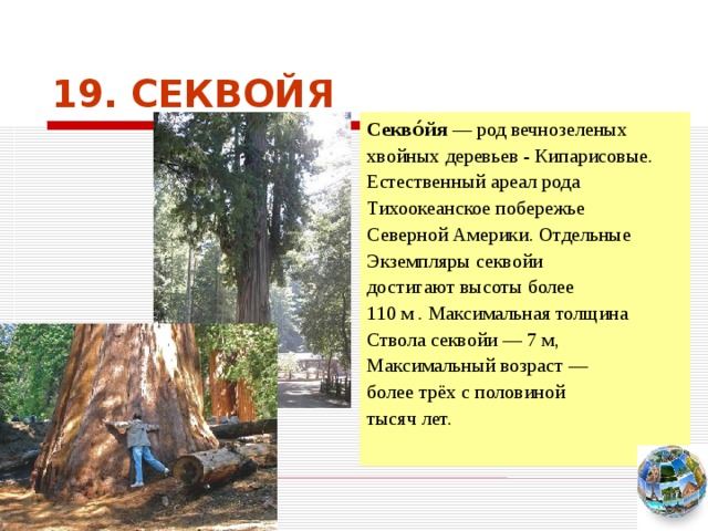 19. СЕКВОЙЯ Секво́йя  — род вечнозеленых хвойных деревьев - Кипарисовые. Естественный ареал рода  Тихоокеанское побережье Северной Америки. Отдельные Экземпляры секвойи достигают высоты более 110 м . Максимальная толщина Ствола секвойи — 7 м, Максимальный возраст — более трёх с половиной тысяч лет. Чтобы вернуться к следующему вопросу нажмите на изображение глобуса в правом нижнем углу на изображение глобуса.  