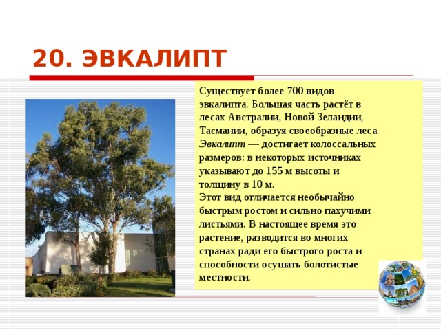 20. ЭВКАЛИПТ Существует более 700 видов эвкалипта. Большая часть растёт в лесах Австралии, Новой Зеландии, Тасмании, образуя своеобразные леса Эвкалипт  — достигает колоссальных размеров: в некоторых источниках указывают до 155 м высоты и толщину в 10 м. Этот вид отличается необычайно быстрым ростом и сильно пахучими листьями. В настоящее время это растение, разводится во многих странах ради его быстрого роста и способности осушать болотистые местности. Чтобы вернуться к следующему вопросу нажмите на изображение глобуса в правом нижнем углу на изображение глобуса.  