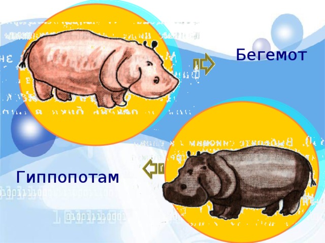 Бегемот Гиппопотам 