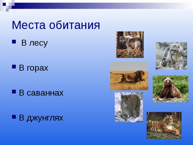 Места обитания   В лесу  В горах  В саваннах  В джунглях  