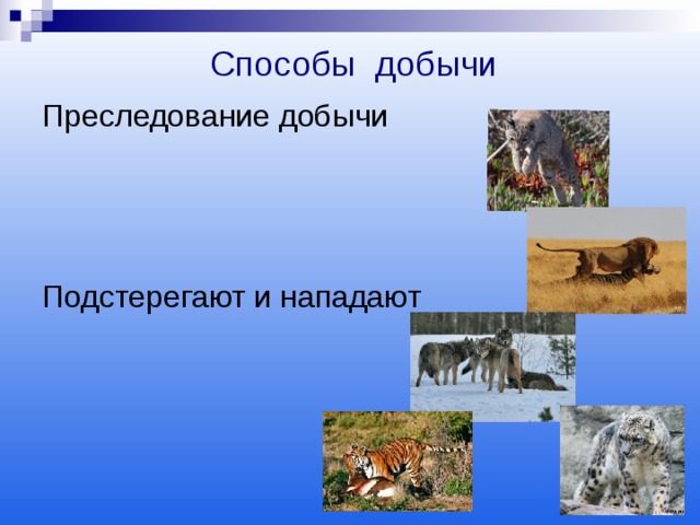  Способы добычи  Преследование добычи Подстерегают и нападают  