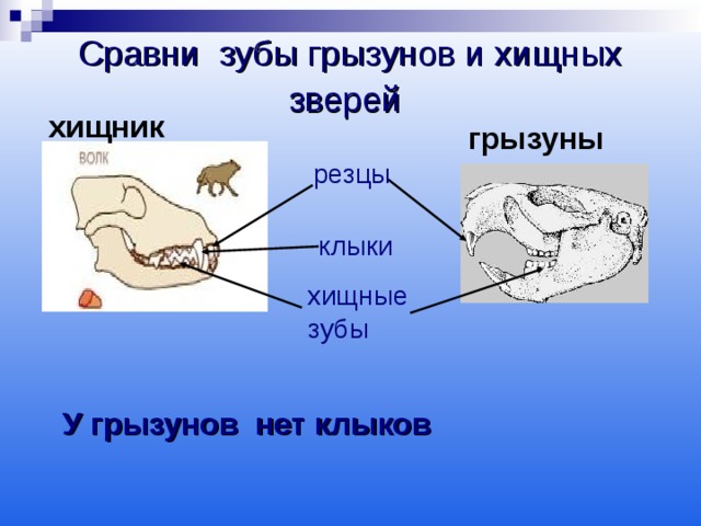 Сравни зубы грызунов и хищных зверей  хищник грызуны резцы клыки хищные зубы  У грызунов нет клыков   