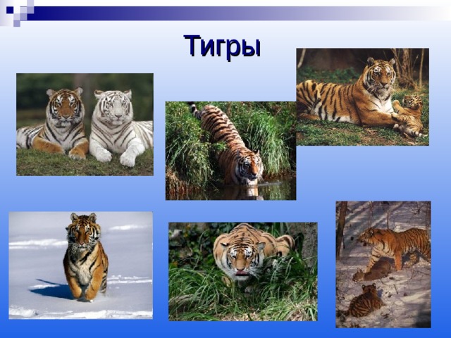 Тигры  