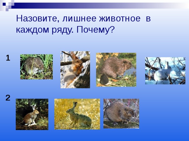 Назовите, лишнее животное в каждом ряду. Почему?  1 2 