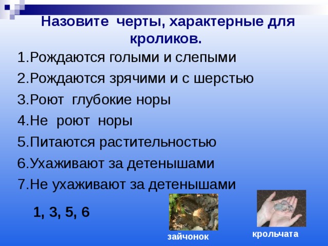 Назовите черты, характерные для кроликов.  1.Рождаются голыми и слепыми 2.Рождаются зрячими и с шерстью 3.Роют глубокие норы 4.Не роют норы 5.Питаются растительностью 6.Ухаживают за детенышами 7.Не ухаживают за детенышами 1, 3, 5, 6 крольчата зайчонок  