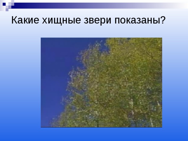 Какие хищные звери показаны? 