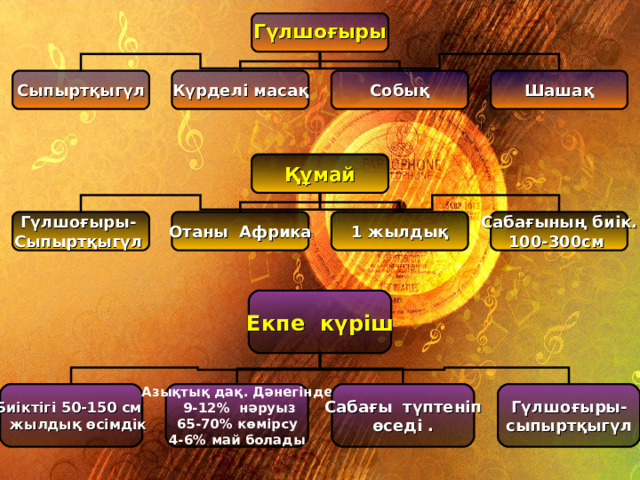 Гүлшоғыры  Собық Күрделі масақ Сыпыртқыгүл  Шашақ   Құмай   Сабағының биік. 100-300см 1 жылдық Отаны Африка Гүлшоғыры- Сыпыртқыгүл  Екпе күріш  Биіктігі 50-150 см 1 жылдық өсімдік Азықтық дақ . Дәнегінде  9-12 % нәруыз 65-70 % көмірсу 4-6 % май болады   Сабағы түптеніп өседі .  Гүлшоғыры- сыпыртқыгүл  