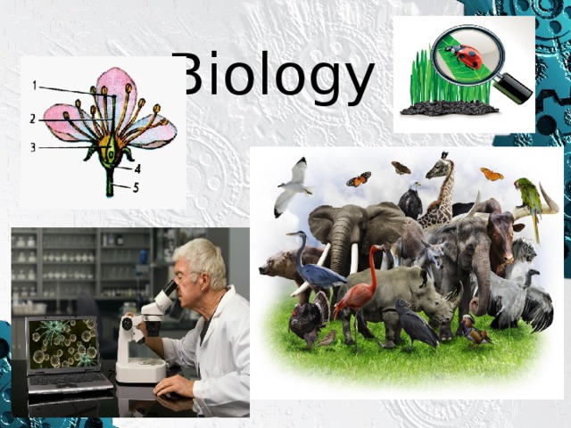 Biology  