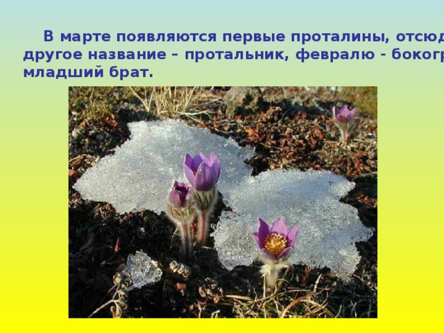  В марте появляются первые проталины, отсюда и другое название – протальник, февралю - бокогрею - младший брат. 