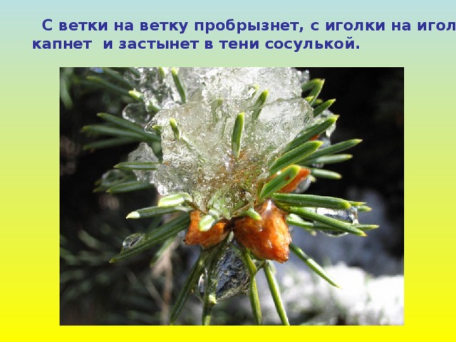  С ветки на ветку пробрызнет, с иголки на иголку капнет и застынет в тени сосулькой. 