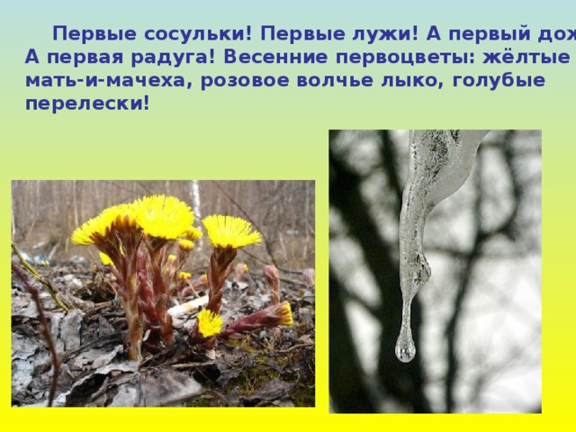  Первые сосульки! Первые лужи! А первый дождик! А первая радуга! Весенние первоцветы: жёлтые мать-и-мачеха, розовое волчье лыко, голубые перелески! 