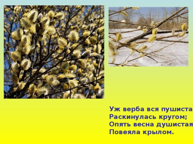 Уж верба вся пушистая Раскинулась кругом; Опять весна душистая Повеяла крылом. 