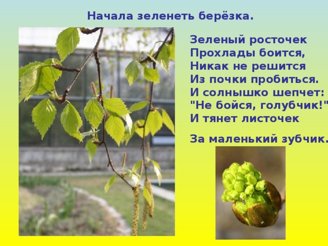  Начала зеленеть берёзка. Зеленый росточек  Прохлады боится,  Никак не решится  Из почки пробиться.  И солнышко шепчет:  