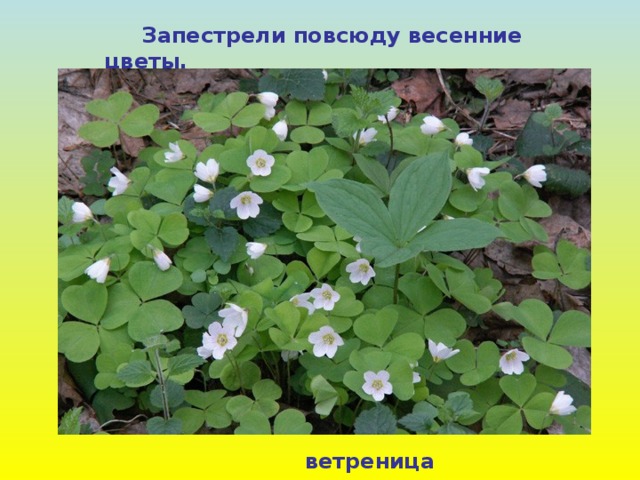  Запестрели повсюду весенние цветы. ветреница 
