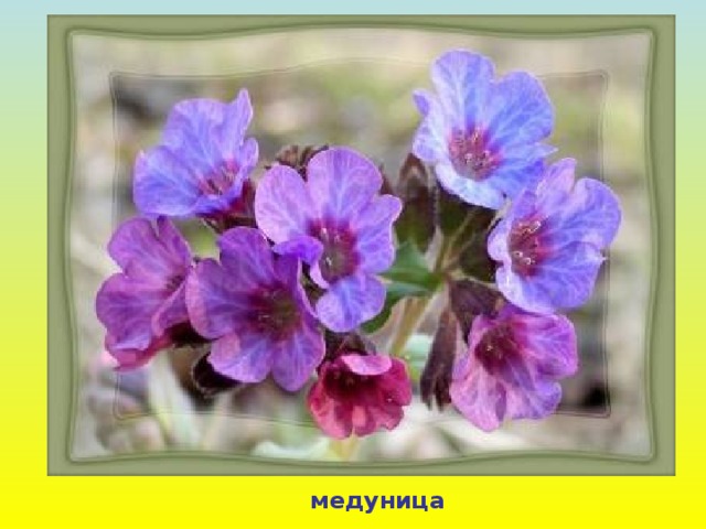 медуница 