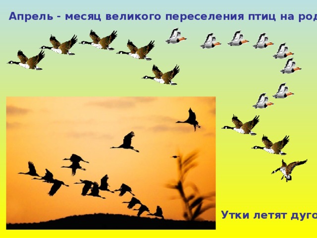 Апрель - месяц великого переселения птиц на родину. Утки летят дугой . 