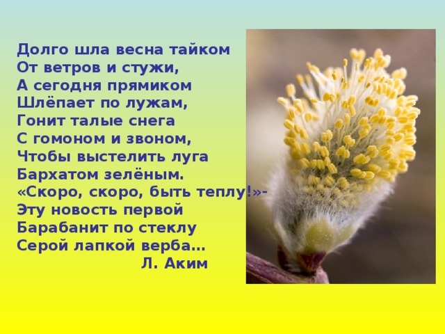 Долго шла весна тайком От ветров и стужи, А сегодня прямиком Шлёпает по лужам, Гонит талые снега С гомоном и звоном, Чтобы выстелить луга Бархатом зелёным. «Скоро, скоро, быть теплу!»- Эту новость первой Барабанит по стеклу Серой лапкой верба…  Л. Аким 
