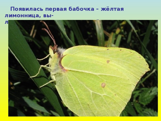  Появилась первая бабочка – жёлтая лимонница, вы- летела за первым медком пчёлка. 